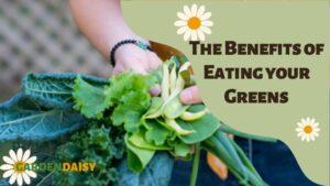 The Benefits of Eating your Greens