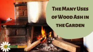 The Many Uses of Wood Ash in the Garden