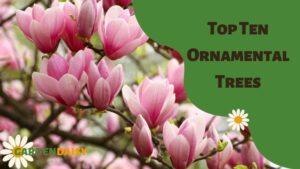 Top Ten Ornamental Trees