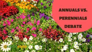 annuals vs perennials