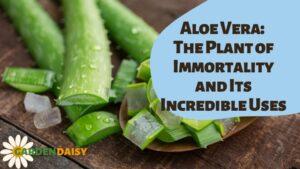 Aloe Vera The Plant of Immortality and Its Incredible Uses