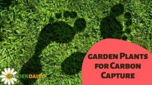 Garden plants for carbon capture