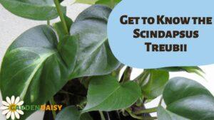 Get to Know the Scindapsus Treubii