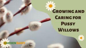 Growing and Caring for Pussy Willows