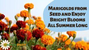 Marigolds from Seed and Enjoy Bright Blooms All Summer Long