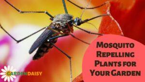 Mosquito Repellent Plants for Your Garden
