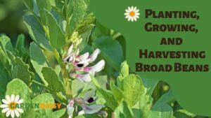 Planting, Growing, and Harvesting Broad Beans