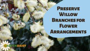 Preserve Willow Branches for Flower Arrangements