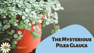 Pilea Glauca