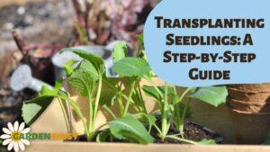 transplanting seedlings