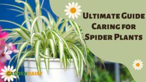 Ultimate Guide to Caring for Spider Plants