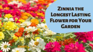 which flower last the longest