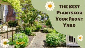 best plant for front yard