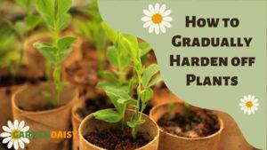 hardening off plants