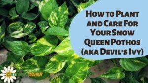 Snow Queen pothos care guide