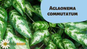 Aglaonema commutatum