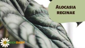 Alocasia reginae