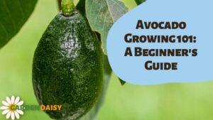 Avocado Growing 101 A Beginner's Guide