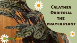 Calathea Orbifolia prayer plant
