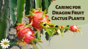 Caring for Dragon Fruit Cactus Plants