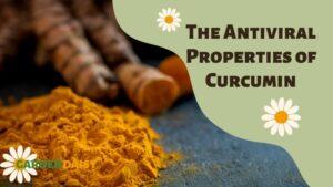 The Antiviral Properties of Curcumin