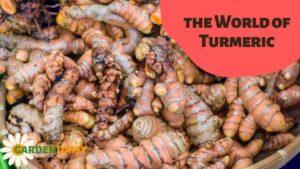 turmeric root