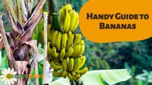 Guide to Bananas