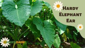 Hardy Elephant Ear (Alocasia wentii)