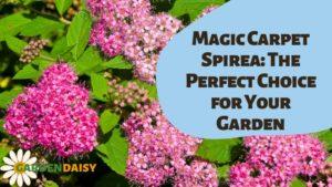 Magic Carpet Spirea