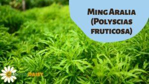 Ming Aralia Polyscias fruticosa