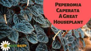 Peperomia Caperata A Great Houseplant
