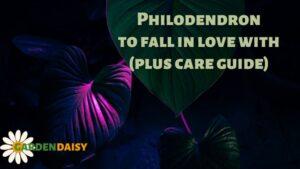 Philodendron