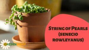 String of Pearls (senecio rowleyanus)