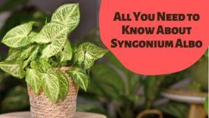Syngonium Albo