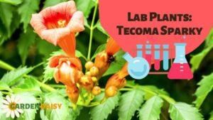 Tecoma Sparky - The Trumpet Flower Guide
