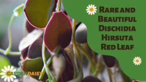 The Rare and Beautiful Dischidia Hirsuta Red Leaf