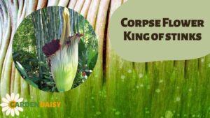Titan Arum Amorphophallus titanum Corpse flower