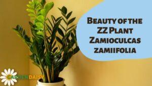 Zamioculcas zamiifolia