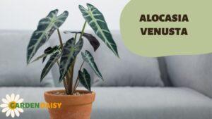 alocasia venusta