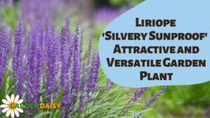 liriope silvery sunproof