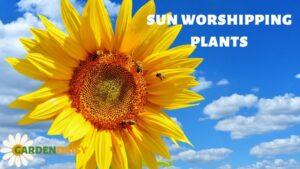sun worshipping plants