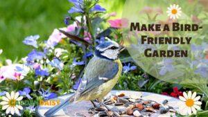 Bird attracting plants, flowers and bird bath