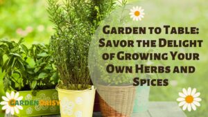 healthy herbs in pots