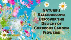 cosmos flowers on sky background in pinks and white