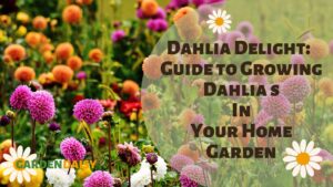 a garden bed of multi coloured dahlias
