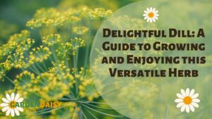 flowering Dill