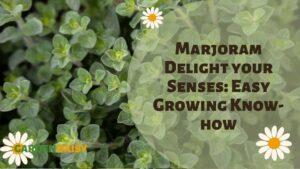 healthy growing marjoram