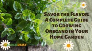 fresh healthy Oregano