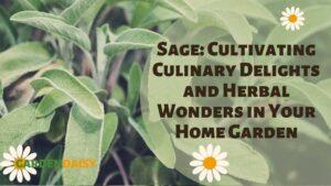 healthy sage plant