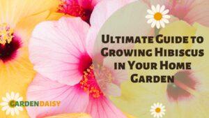 Pink and yellow hibiscus flowers: How to grow hibiscus plants